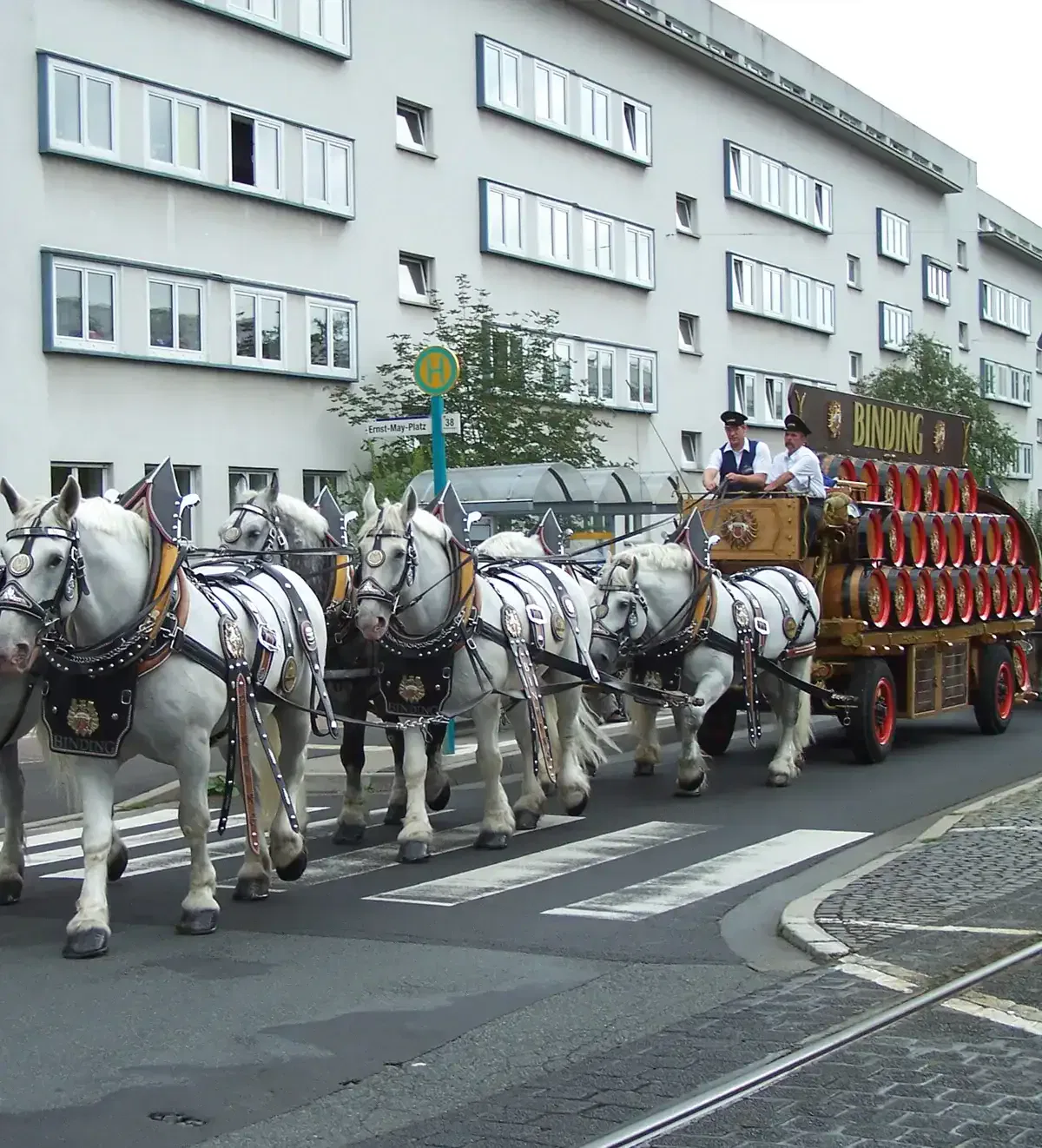 Ein von sechs weißen Pferden gezogener Bierwagen mit der Aufschrift „Binding“ fährt eine Stadtstraße entlang, vorbei an modernen weißen Gebäuden. Zwei Personen sitzen im Wagen und feiern den Bernemer Kerb, während die Fahrbahnmarkierungen und der Bürgersteig der Straße deutlich zu erkennen sind.