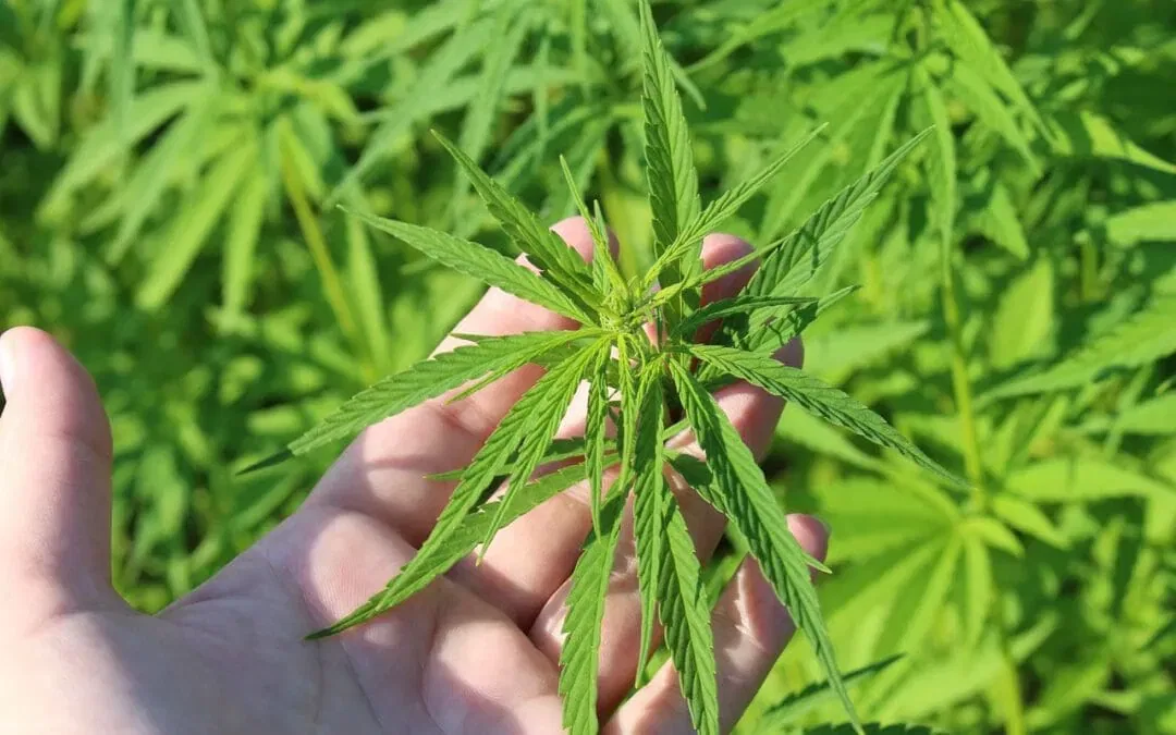 Cannabissamen für den Eigenanbau: Alles, was du wissen musst