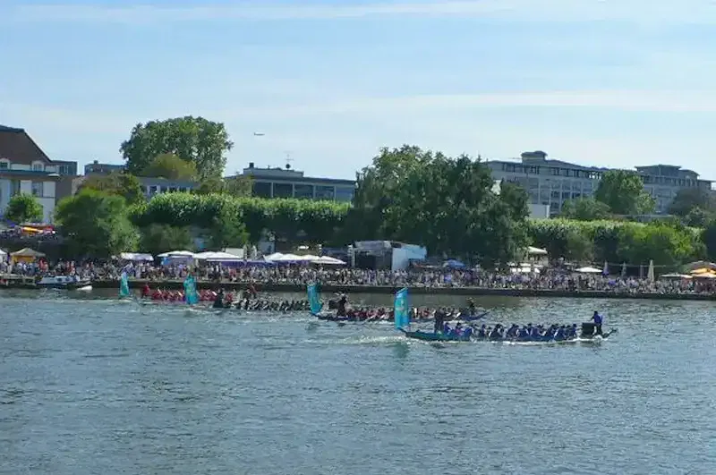 museumsuferfest-kanoe Eine Flussszene mit drei bunten Drachenbooten, die während des Museumsuferfests Seite an Seite um die Wette rasen. Die Boote haben Teams von Paddlern in passender Kleidung. Zuschauer säumen das Flussufer und schauen sich das Rennen an. Im Hintergrund sind Bäume und Gebäude unter einem klaren blauen Himmel zu sehen.