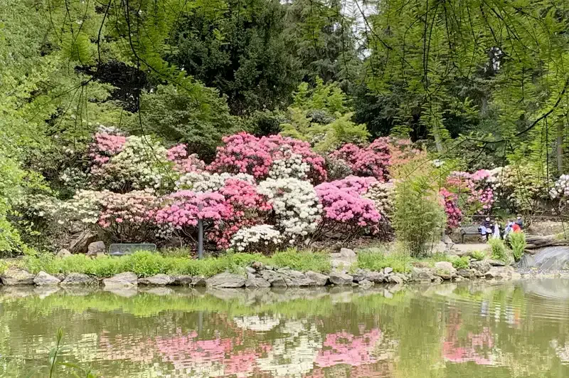 Eine ruhige Gartenszene im Palmengarten besteht aus leuchtend rosa, weiß und rot blühenden Sträuchern entlang eines klaren, reflektierenden Teichs. Üppige grüne Bäume umgeben den Bereich, im Hintergrund sitzen Menschen auf einer Bank und genießen die friedliche Landschaft.