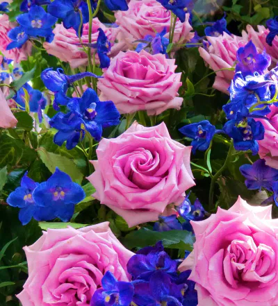 rosen-und-lichterfest-frankfurter-feste Ein lebhafter Strauß rosa Rosen, vermischt mit violett-blauen Ritterspornblüten, erinnert an ein Rosen- und Lichterfest. Das üppige, grüne Laub verleiht Tiefe und Kontrast und lässt die bunten Blüten hervorstechen. Das Arrangement ist dicht gepackt und füllt den Rahmen mit einer üppigen Blumenpracht.