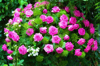 rosen-und-lichterfest-rosen-2 Ein lebendiger Strauß aus leuchtend rosa Rosen, vermischt mit üppigem grünem Laub und kleinen weißen Blüten, inspiriert vom bezaubernden Rosen- und Lichterfest, vor einem Hintergrund aus sattem Grün. Das Arrangement ist voll und üppig und zeigt die natürliche Schönheit der Blüten.