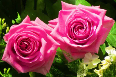 rosen-und-lichterfest-rosen Zwei leuchtend rosa Rosen in voller Blüte sind von üppigen grünen Blättern umgeben und werden von kleinen weißen und gelben Blüten begleitet, die an ein Rosen- und Lichterfest erinnern. Die Blütenblätter der Rosen sind eng gewickelt und bilden komplizierte, natürliche Spiralen. Der Hintergrund ist mit üppigem Grün gefüllt.