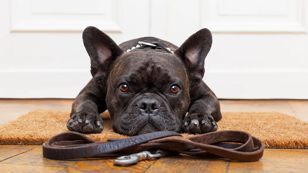 Hundebesitzer wollen Leinenpflicht abschaffen