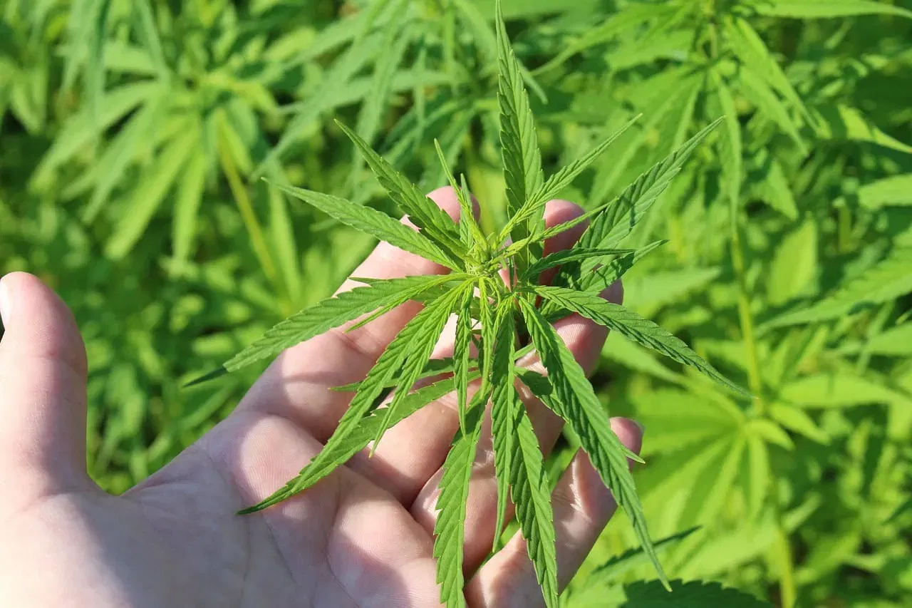 Eine Hand hält sanft ein hellgrünes Cannabisblatt und zeigt seine ausgeprägte spitze Form – eine Einladung, sich mit dem Wissen über seine Natur zu befassen. Im Hintergrund blühen weitere Cannabisblätter, die alle leuchtend grün und gesund aussehen.