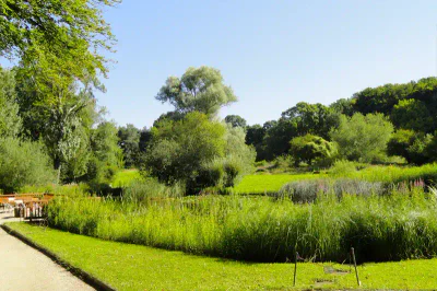 Eine sonnendurchflutete Parkszene mit einem Weg auf der linken Seite, umgeben von üppigem grünem Gras und Büschen. In mittlerer Entfernung ist ein Teich von hohem Gras umgeben. Große, belaubte Bäume sind über die Landschaft verstreut und erinnern an eine Ausstellung im Naturmuseum Senckenberg. Im Hintergrund ist ein dichter Wald zu sehen.