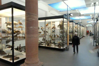 Eine Person geht durch eine Ausstellung im Naturmuseum Senckenberg, die mehrere Glasvitrinen mit verschiedenen Vogelexemplaren umfasst. Der Raum ist gut beleuchtet, mit einem blauen Deckenelement im Hintergrund und einer großen Säule im Vordergrund. In der Ferne sind andere Besucher zu sehen.