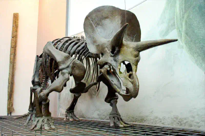 Ein Triceratops-Skelett, das in der Ausstellung des Naturmuseums Senckenberg ausgestellt ist, ist gut erhalten und zeigt den markanten dreihörnigen Schädel und den gerüschten Hals des Dinosauriers. Das Skelett ist auf einer Metallgitterplattform mit hellem Hintergrund montiert.
